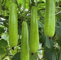 Long Melon (approx. 900 gm)