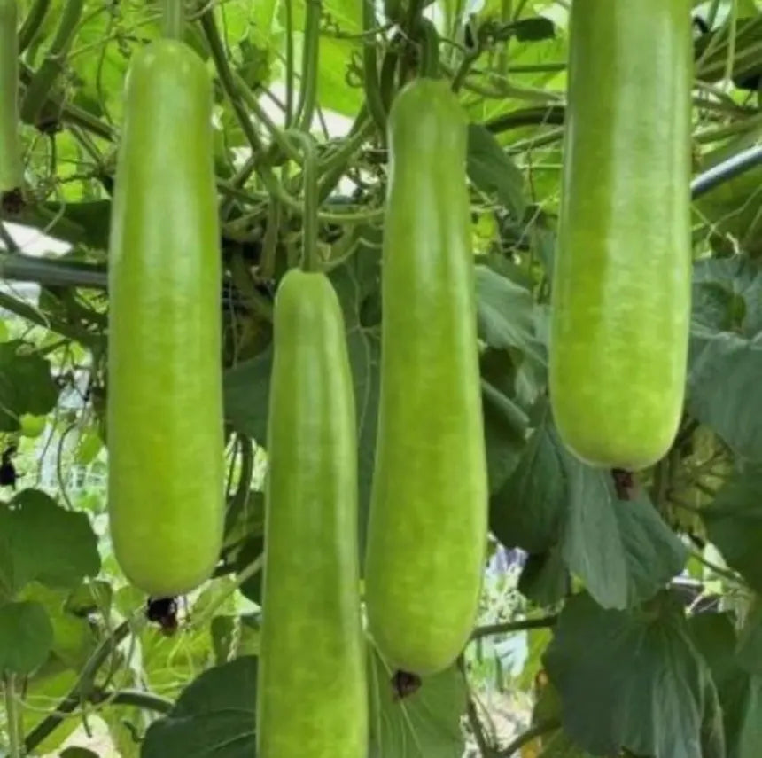 Long Melon (approx. 900 gm)
