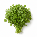 Coriander Bunch Large