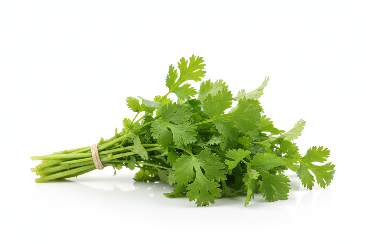 Coriander Bunch Small