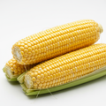 Fresh sweetcorn on the cob