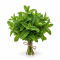 Mint Bunch